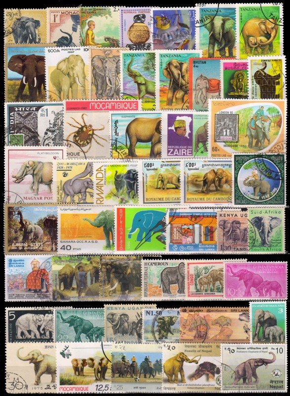 Elephants 75 Different