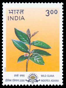 31-3-2000, Wild Guava, 3Rs. S.G. 1915