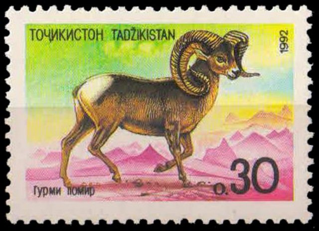 TAJIKISTAN 1992-Argali Animal, Mountain, 1 Value, MNH Stamp, S.G. 4