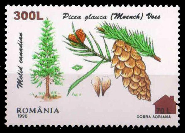 ROMANIA 2000-White Spruce Coniferous Tree, Fruit, 1 Value, Surcharged, MNH, S.G. 6147