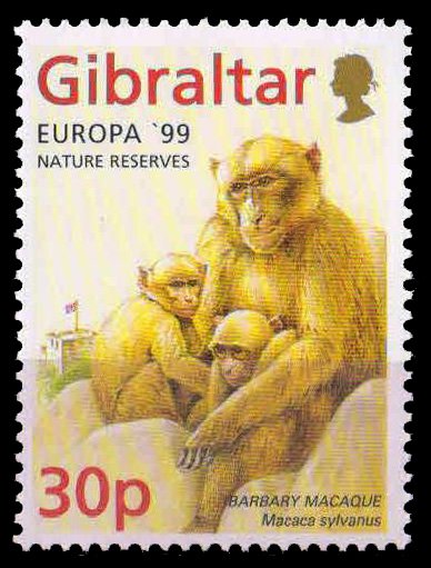GIBRALTAR 1999-Barbary Macaque, Animal, Europa, 1 Value, MNH-S.G. 853-Cat £ 1.75