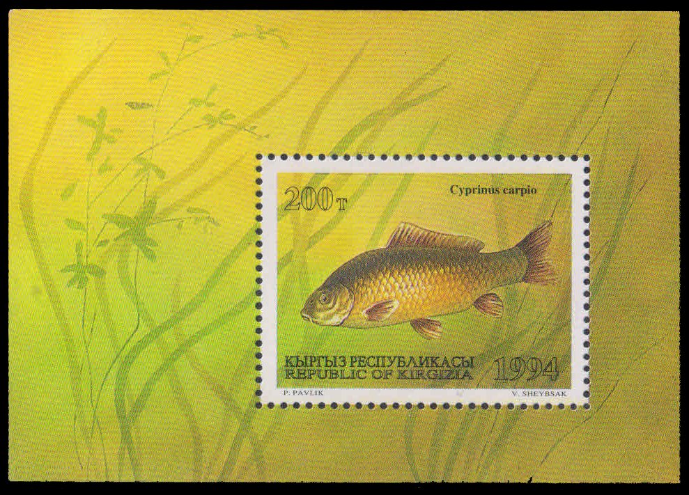 KYRGYZSTAN 1994-Common Carp, Fish, M/S, MNH, S.G. MS 47