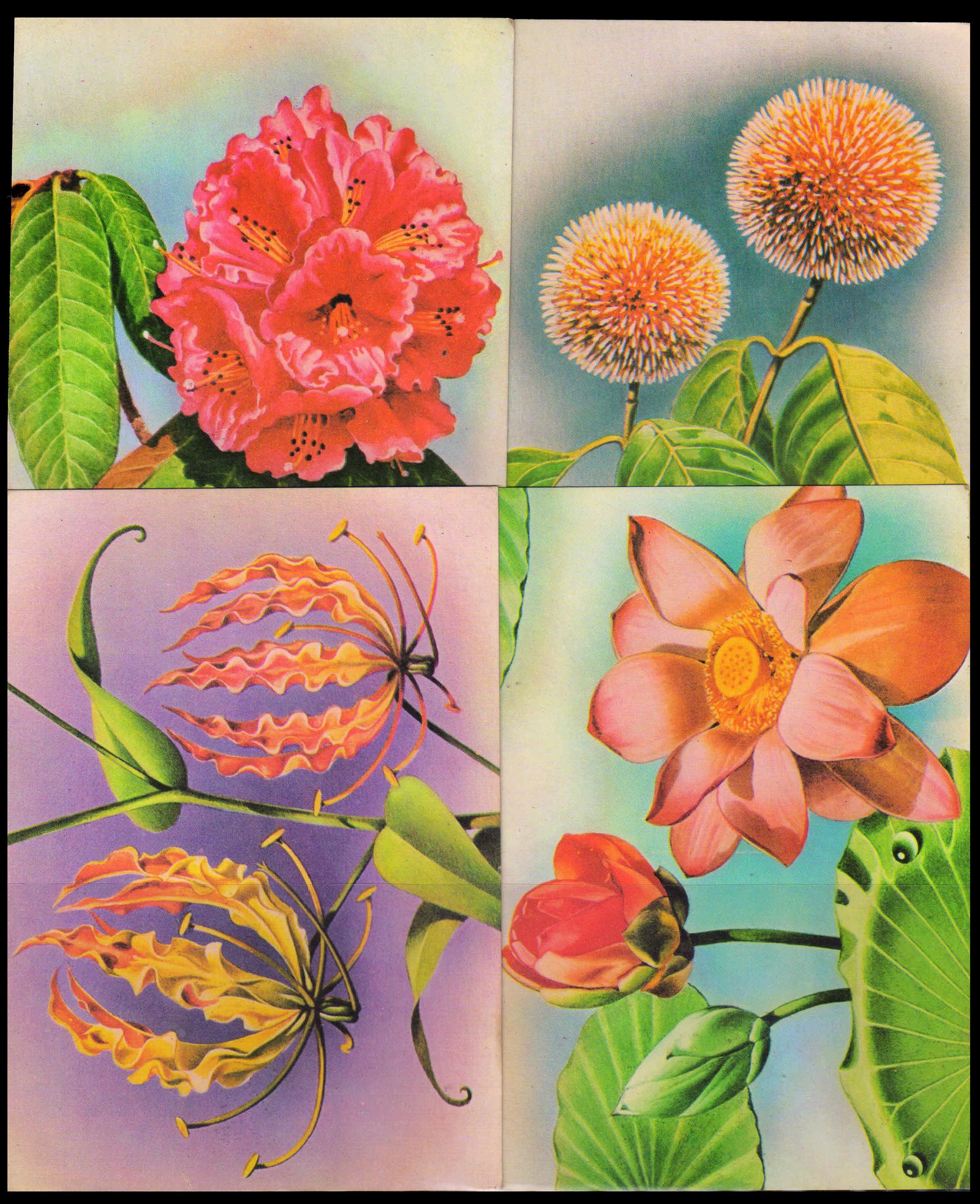 INDIA 1977-Indian Flowers, Set of 4 Maxim Cards with Stamps & First Day Cancellation