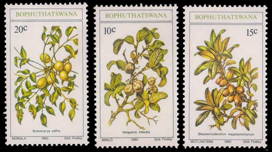 BOPHUTHATSWANA 1980-Edible Wild Fruits, Flora &  Plants, Set of 3 Stamps, MNH, S.G. 57-59