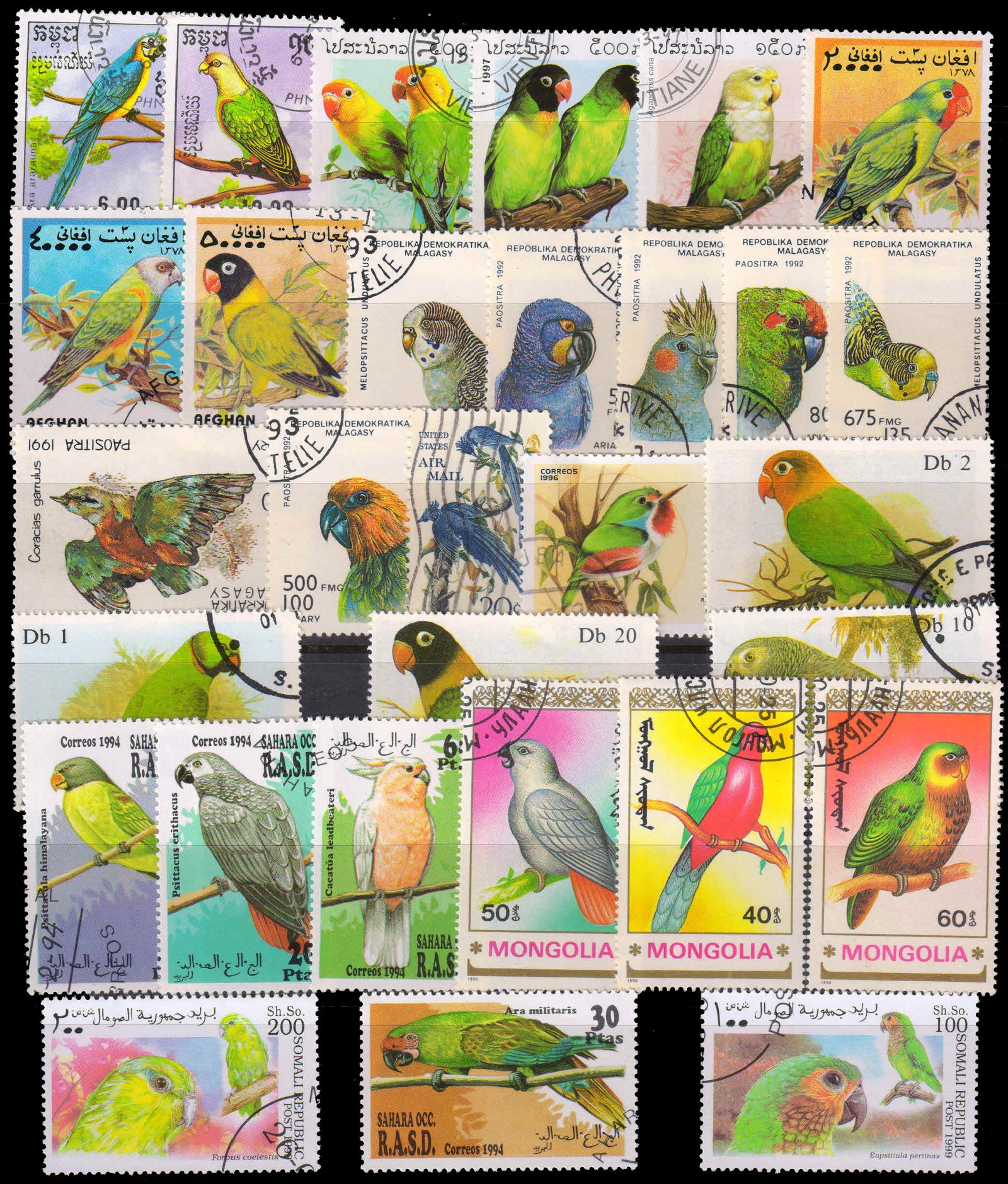PARROTS, 30 All Different, Large Only