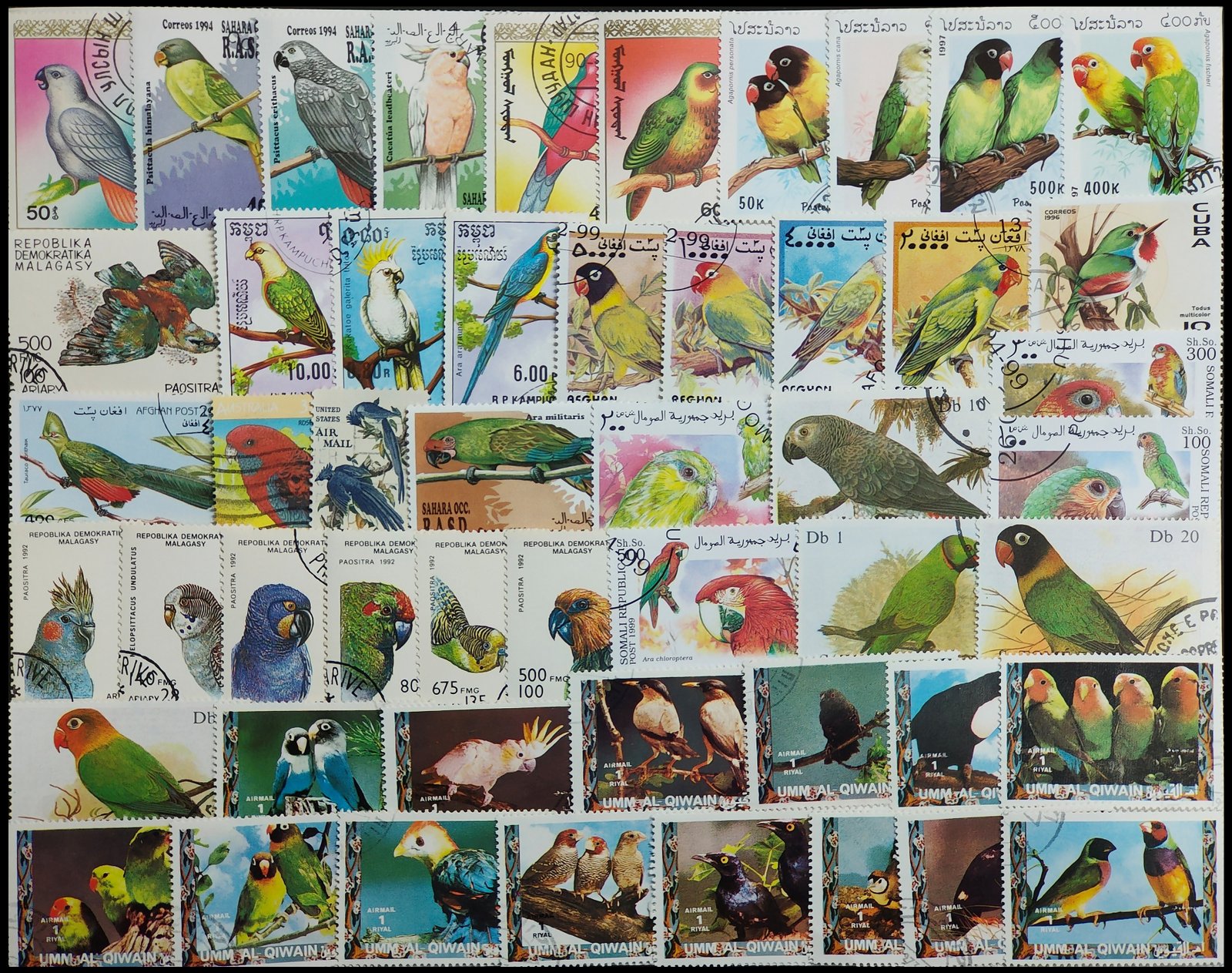 PARROTS - 60 All Different, Large Only