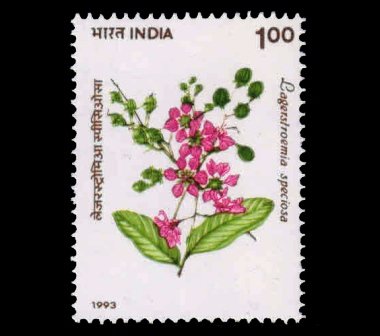 INDIA 1993 - The Pride of India Tree, Jarul Flowering Tree, 1Re. 1 Value, MNH, S.G. 1548, Phila 1382
