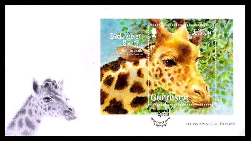 GUERNSEY 2020 - Endangered Species, Kordofan Giraffe, Big Animal, Miniature Sheet on First Day Cover, S.G. MS 1837