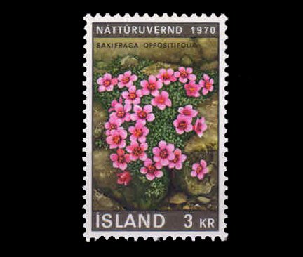 ICELAND 1970 - Nature Conservation, Flower, 1 Value, MNH, S.G. 478