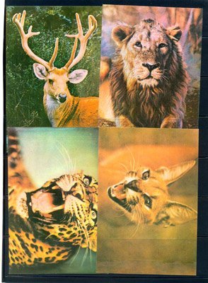 INDIA 1976, Animal Wild Life,Set of 4 Maxi Cards Without Stamps