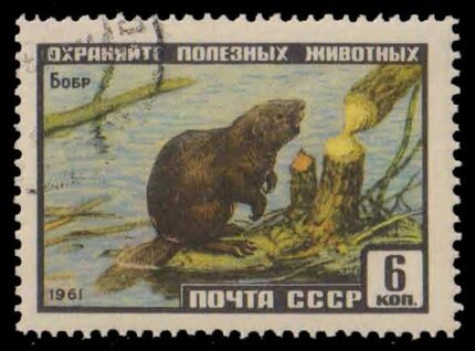 RUSSIA 1961-Eurasian Beaver, Wildlife, 1 Value, Used, S.G. 2535