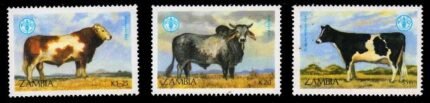 ZAMBIA 1987 - Cow & Bull. 40th Anniversary of FAO. Agriculture. Set of 3. MNH Stamps. S.G. 528-31