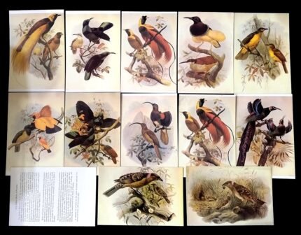INDIA - A Selection of 12 Birds, Picture Postcards will Interest Art Lovers and Naturalists alike
