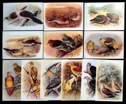THE INDIAN PIGEONS AND DOVES - Picture Postcards, Set of 12, This Series Will be Interest to Naturalists and Bird Lovers