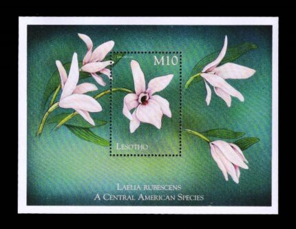 LESOTHO 1999 - Orchid, Laelia Rubescens, Miniature Sheet, MNH, S.G. MS 1610